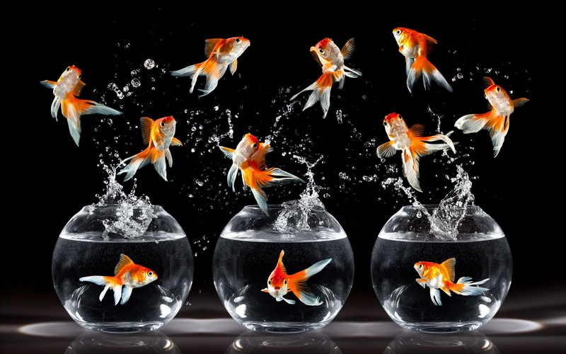 1080P, Splash, Water, Jump, Goldfish, Dance