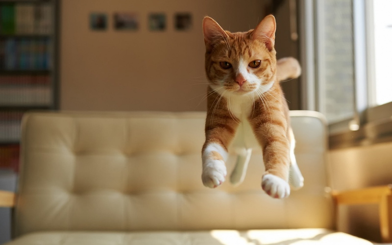 Cat, Jump, 1080P, House