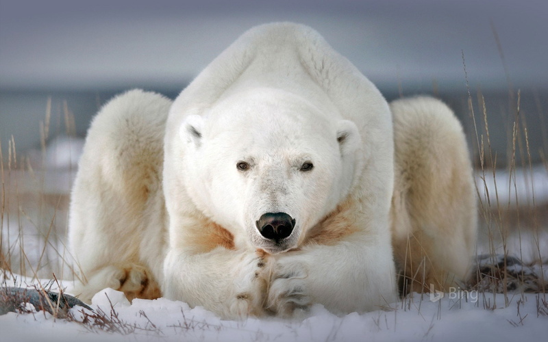 portrait, canada, looking at camera, animal wildlife, nature, one animal, front view, animal themes, animal, snow, polar, manitoba, 1080P, bear, winter
