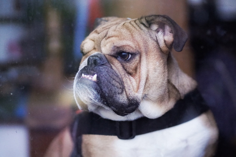 adult, ear, cunning, animal, pet, domestic, 1080P, pets, tan, canine, domestic animals, turbo, photo, focus, looking, one animal, mammal, looking away