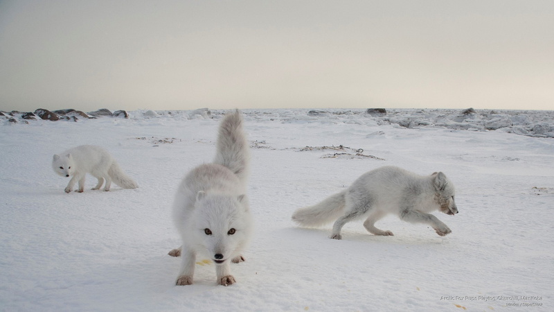 pups, playing, fox, Animals, 2K, arctic, manitoba, churchill