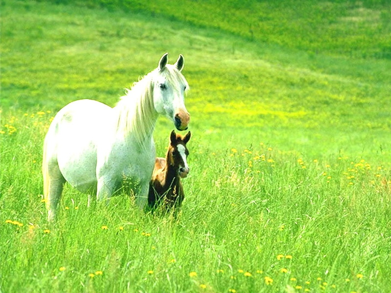 480P, horse, animal, animals, cavalos, hd
