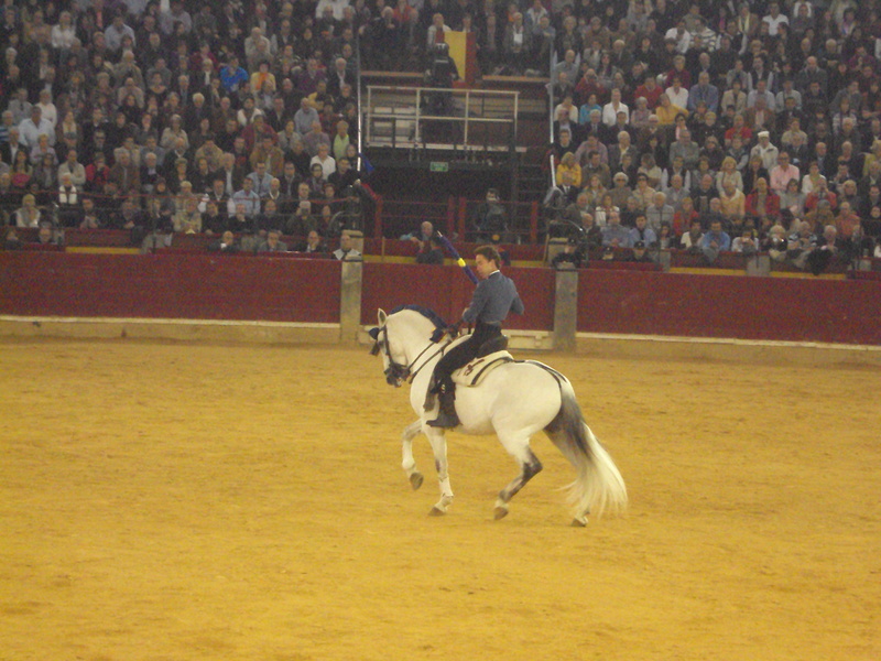 horseback, animals, andalusian, spanish, hd, bullfighting, horseback bullfighting, horse, horses, 2K, tradition, spain