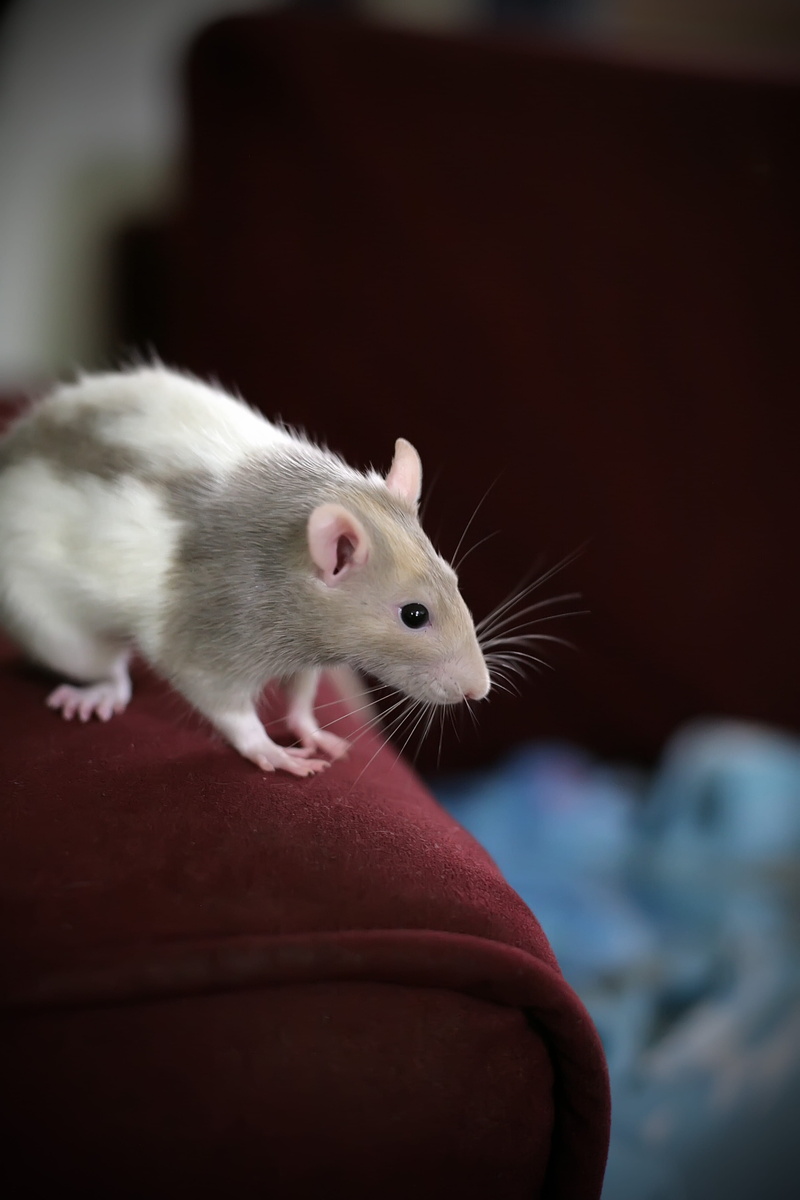 Mammal, funny, pest, domestic Animals, looking, squeek, fluffy, small, Mouse, fur, Rodent, 4K, animals in the wild, Rat, Animal, hamster, vertebrate, textile