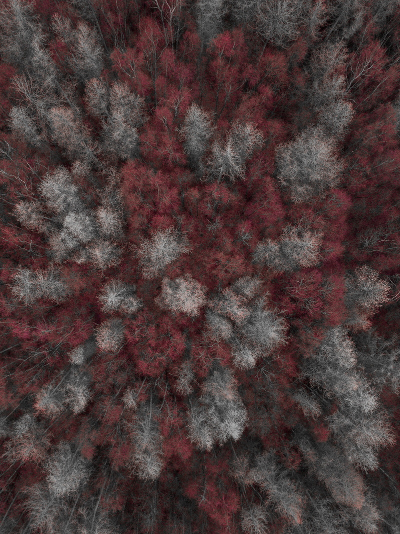 red, abstract, built structure, indoors, eye, pattern, plant, backgrounds, architecture, gray, textile, spotted, grey, close-up, no people, leaves, view