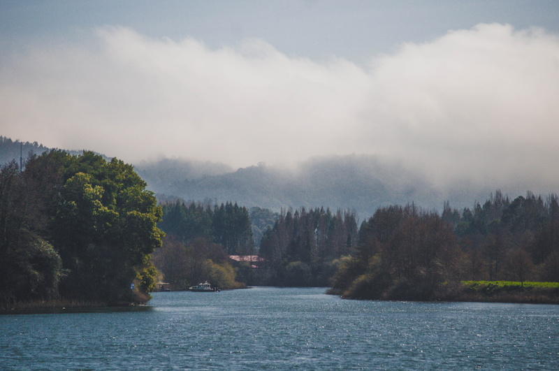 tree, waterfront, no people, beauty in nature, sky, tranquility, non-urban scene, water, idyllic, tranquil scene, day, cloud - sky, valdivia, lake, scenics - nature