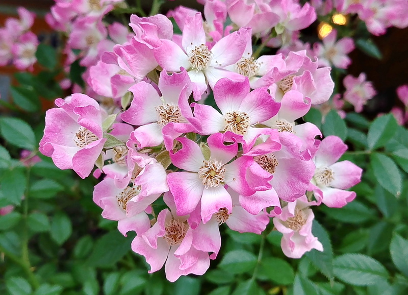 outdoors, day, pink color, close-up, sejong city, flowering plant, beautiful, no people, nature, rose vine, botany, cream pink note mozart, cream pink