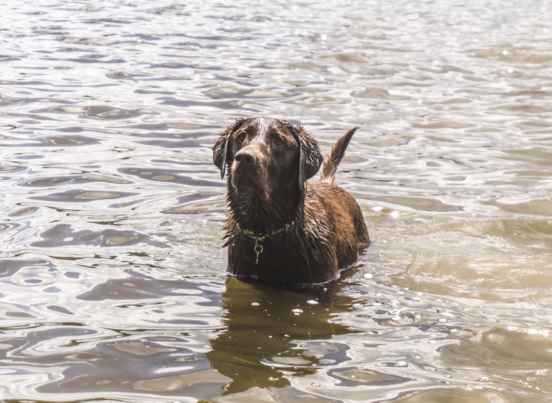 waterfront, wolfgang, mammal, high angle view, no people, swimming, outdoors, animal themes, bird, animal wildlife, brown, puppy, rippled, fetch, one animal