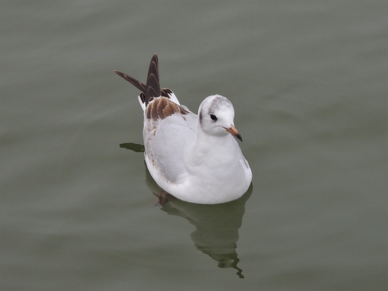 animals in the wild, animal, outdoors, water bird, bonapartes, gull, nature, no people, wildlife, water, zoology, animal wildlife, beauty in nature, vertebrate