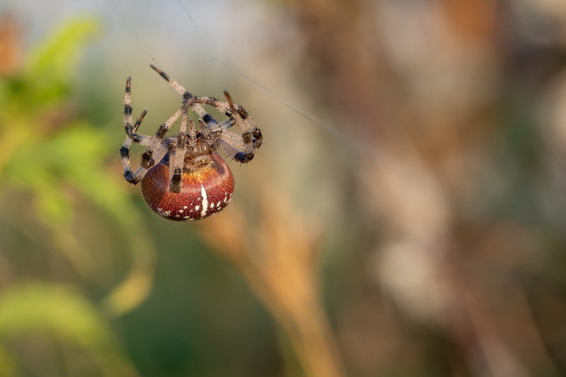 nature, close up, web, animal themes, pfrunger castle hamlets of ried, summer, arachnid, plant, invertebrate, close-up, cobweb, animal, spider, day, araneus
