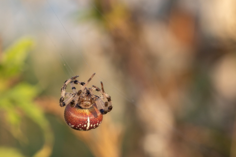 summer, 2K, spider web, pfrunger castle hamlets of ried, animals in the wild, araneus, focus on foreground, spin threads, cobweb, invertebrate, no people