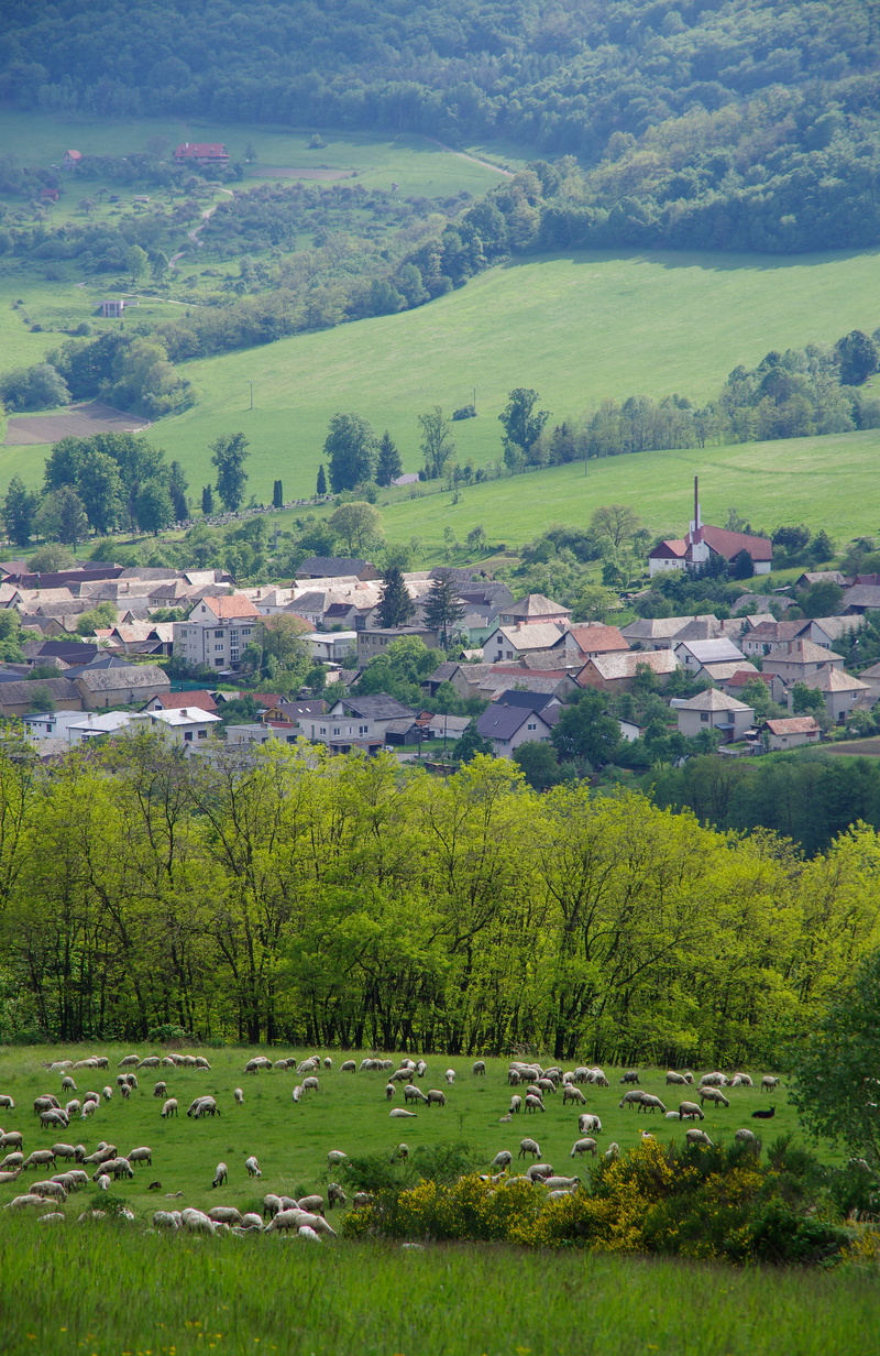outdoors, building, tranquil scene, sheep, nature, spring, hamlet, pasture, grass, the countryside, tree, scenics - nature, landscape, day, beauty in nature