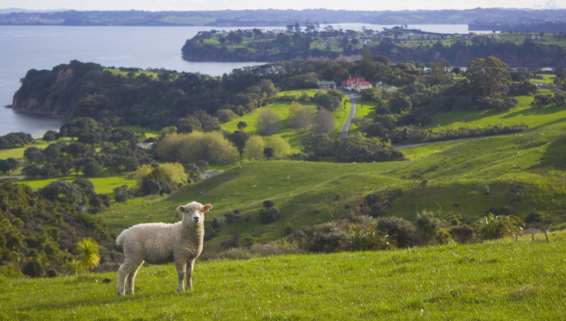 sheep, domestic animals, animal, beautiful, countryside, mammal, landscape, 5K, auckland, green color, animal themes, no people, town, plant, land, pets