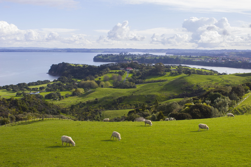 shakespear regional park, livestock, outdoors, ocean, 5K, pets, scenics - nature, field, sky, no people, auckland, mammal, herbivorous, hills, plant, new zealand
