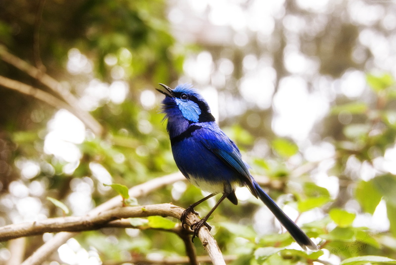 animal, nature, 4K, bird, eyes, blue, Cafe Poet, branch, Australia, green