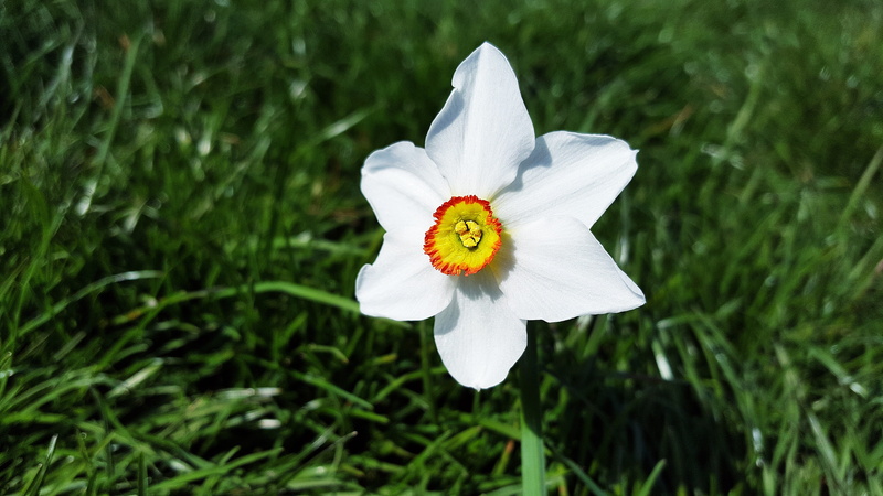 findern flower, poet daffodil, springtime, no people, pinkster lily, Narcissus Poeticus, white color, white narcissus, flower head, poet narcissus, amaryllidaceae