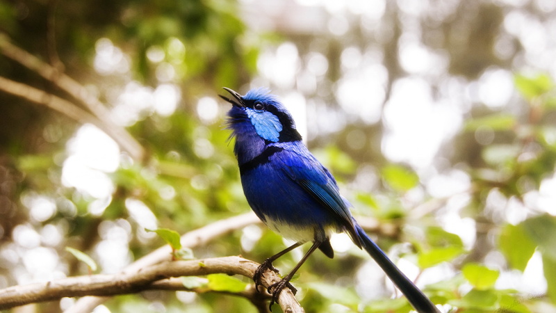 eyes, tree, animal, Cafe Poet, branch, Australia, close, blue, 4K, bird, nature, green, brown, photo