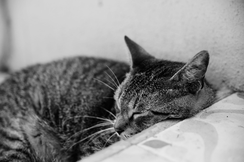 whisker, no people, vertebrate, resting, sleep, mammal, cat, relaxation, us, domestic animals, feline, napping, indoors, 5K, pets, animal head, lying down