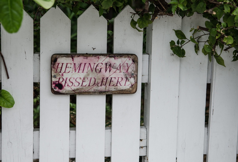no people, text, plant, nature, funny, information sign, key west, plant part, hemingway, architecture, outdoors, script, 4K, sarcasm, us, information