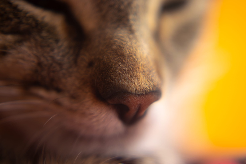 canine, dog, animal mouth, feline, mammal, animal eye, nose, cat, animal nose, livestock, brown, whisker, no people, pet, photography, pets, animal head