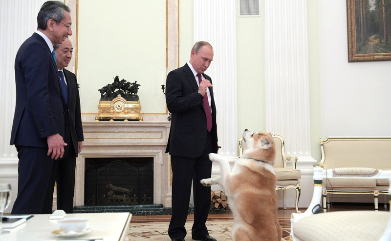 putin, russia, president, man, vladimir, men, 720P, russian