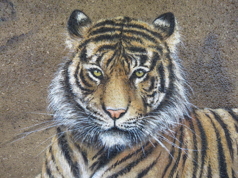 wildlife photography, animal themes, no people, tiger, nature, vertebrate, feline, mammal, zoo, cat, animal, 4K, animal head, mural, portrait, animal park berlin