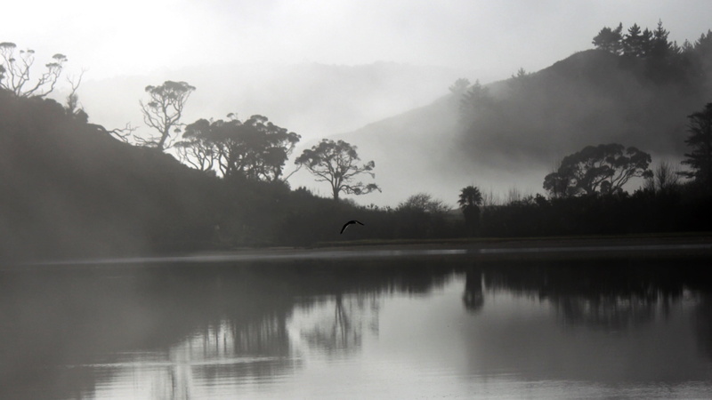 2K, scenics - nature, plant, animal, animal themes, photography, grayscale, silhouette, animals in the wild, outdoors, no people, near, trees, reflection