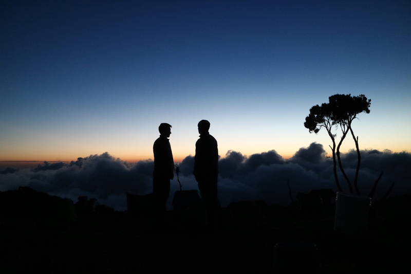 copy space, tree, two people, person, scenics - nature, along, silhouette, tranquility, beauty in nature, adult, sky, photography themes, men, near, back lit