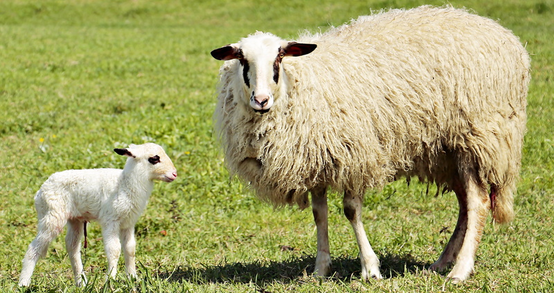 animal, herbivorous, animal world, little lamb, lamb, plant, vertebrate, dam, pets, lamb with umbilical cord, meadow, grass, top, nature, live new, land