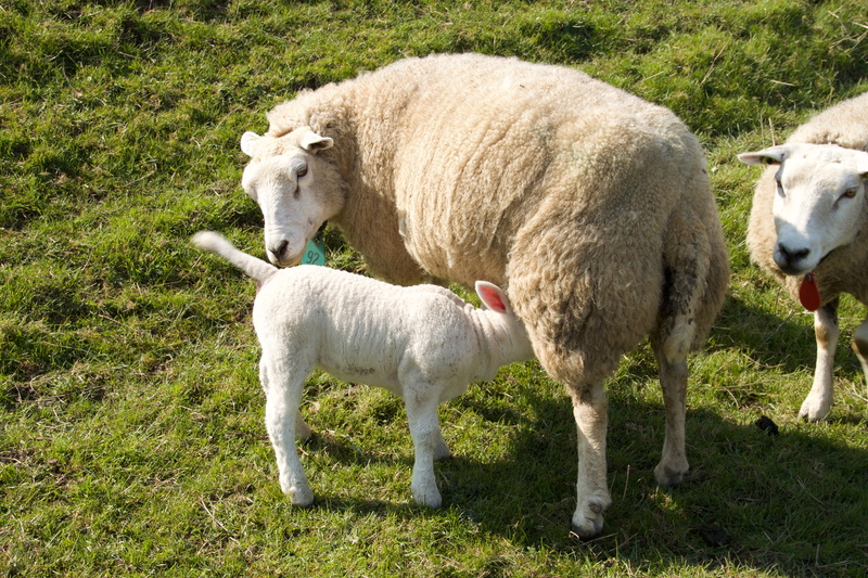 young animal, domestic, agriculture, young, green color, field, plant, rural Scene, wool, outdoors, lambs, meadow, animal family, land, pasture, white color