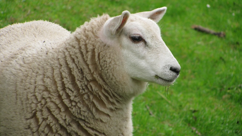 day, no people, near, field, selective, focus, side view, pasture, white, outdoors, one animal, animal head, grass, focus on foreground, wool, animal themes