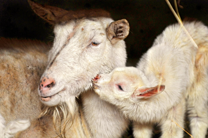agriculture, animal family, love, Lamb, baby, day, group of animals, animal themes, animal wildlife, animal, vertebrate, livestock, animal head, 4K, no people