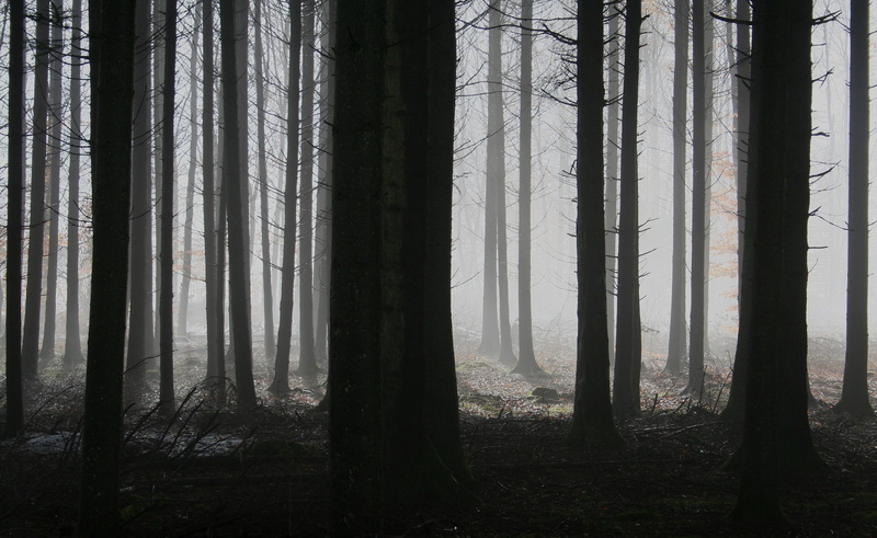 morning, spooky, beauty in nature, conifer, fear, mist, tranquil scene, coniferous forest, wood, bark, tribe, nature, mystery, land, gloomy, scenics - nature