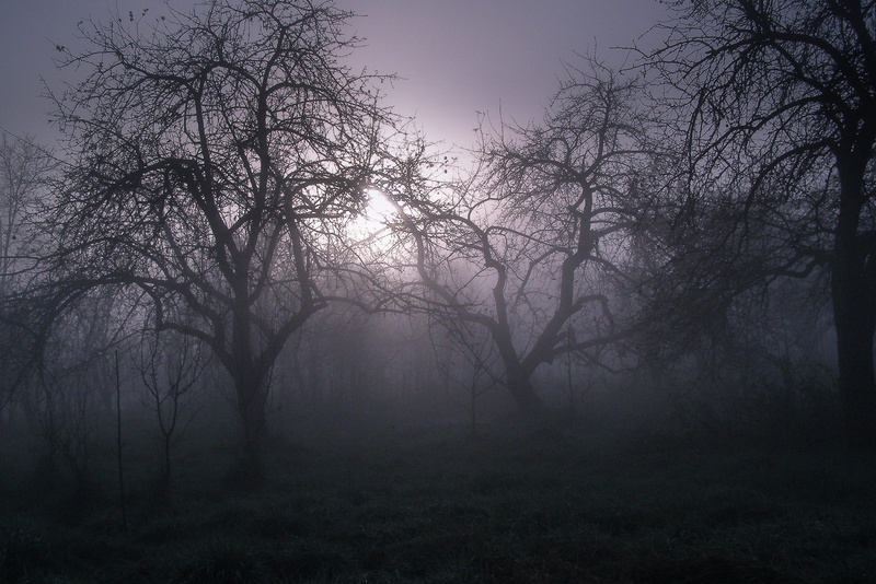 tranquility, evening, hazy, 2K, photography, forest, scenics, winter, environment, climate, scenics - nature, nature, haze, sky, horror, trees, rural Scene