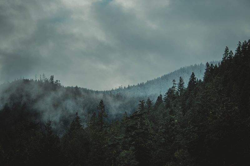 tall, woodland, dark, land, leafy, green, 5K, tranquil scene, forest, mist, growth, coniferous tree, beauty In Nature, tree, no people, nature, trees