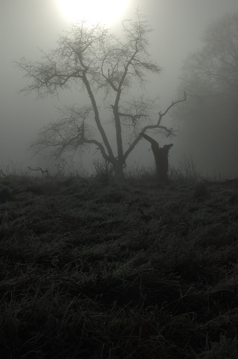 fog, forest, grass, tranquility, bare tree, 2K, outdoors, frost, mystical, plant, nature, season, gray scale, beauty in nature, bare, landscape, scale