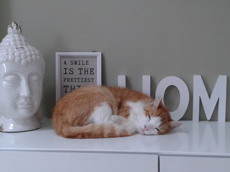 beside, chest, whisker, domestic Cat, decor, relaxation, vertebrate, feline, domestic, cute, pet, no people, pets, 2K, buddha, interior, animal themes