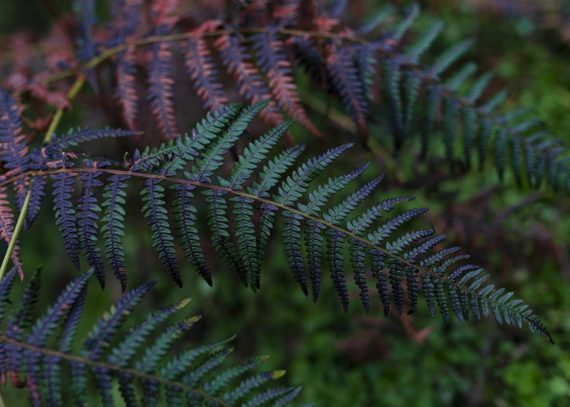 plant, fern, tree, plant part, leaves, no people, natural pattern, china, leaf, tranquility, growth, coniferous tree, outdoors, 5K, focus on foreground