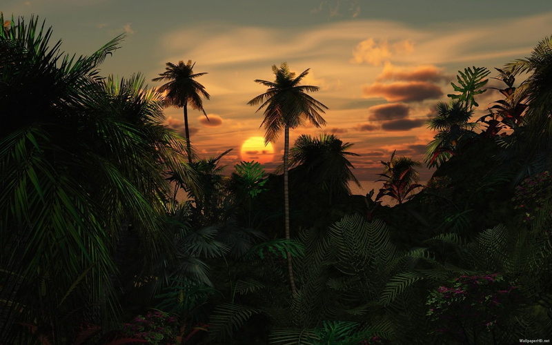 destination, sunset, nature, sunrise, palm trees, 3d and abstract, 1080P, tropical