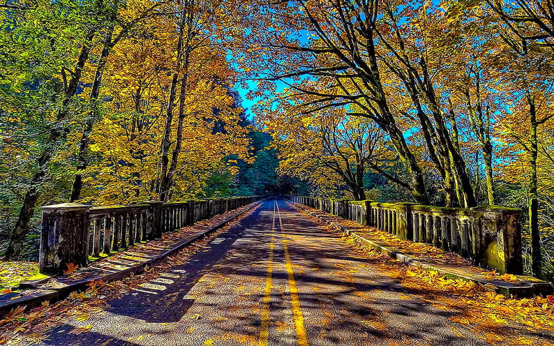 journey, bridge, animals, nature, beauty, road, forest, 1080P, destination