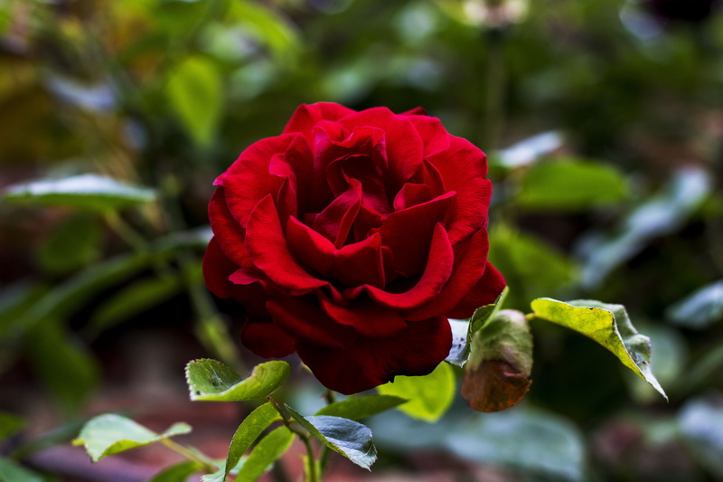 5K, flowering plant, leaf, beauty in nature, outdoors, red, freshness, nature, vulnerability, forest, growth, east molesey, rose, close-up, fragility