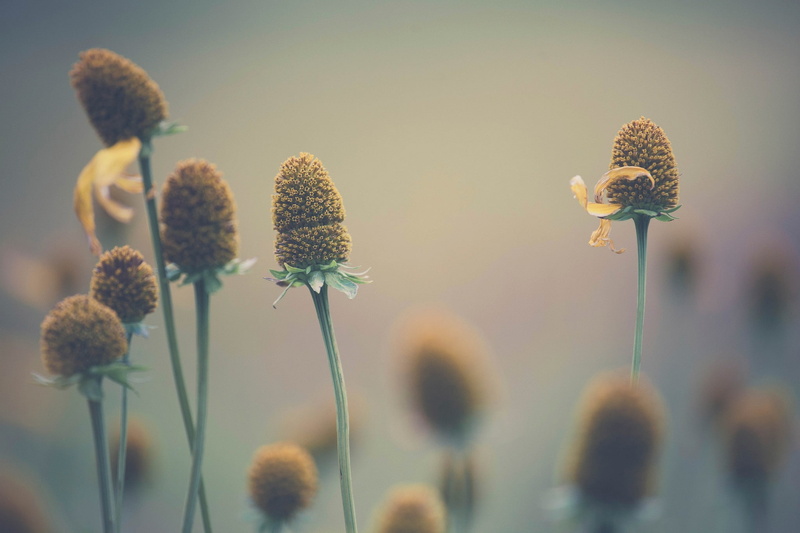 plants, macro, 1080P, Serenity