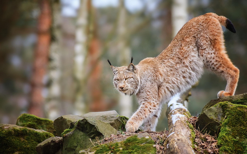 predator, 1080P, nature, lynx, forest, wildlife, trees, desktop, cats, animals