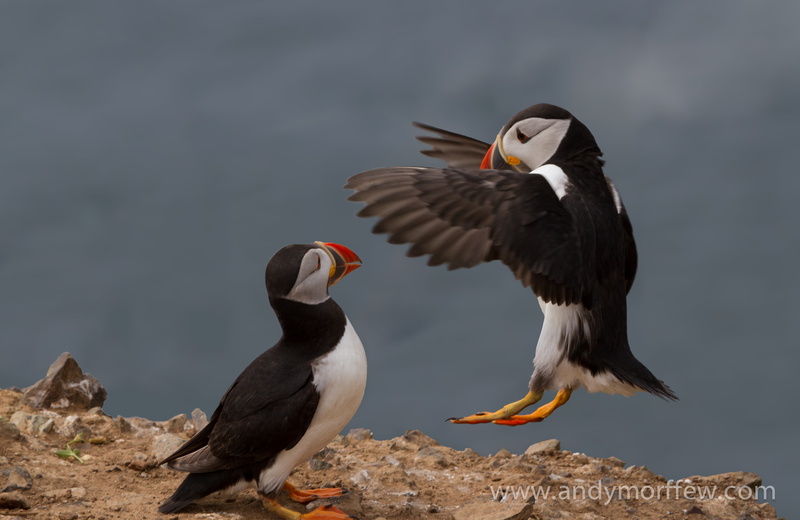 brids, bird, puffin, Meet and Greet, animated, beak, illustration, animals In The Wild, 4K, nature, wildlife, two, animal