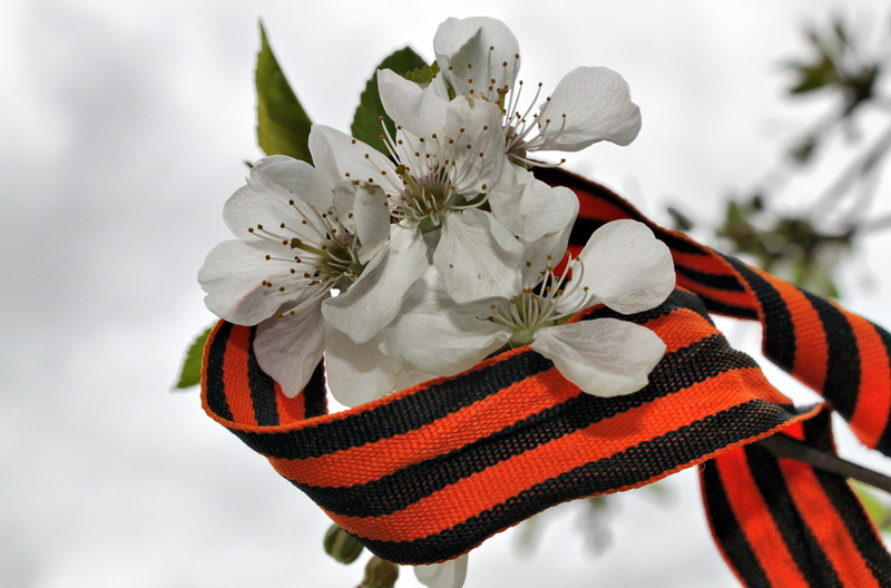 growth, leaf, outdoors, decoration, George ribbon, flowers, flower Head, blossom, flowering plant, macro, fragility, season, celebration, green Color, Victory day