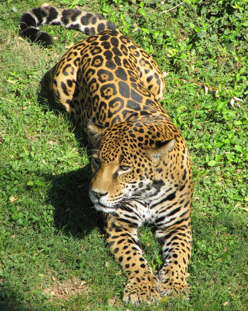 one animal, cat, enclosure, panthera onca, animals in the wild, looking, nature, spotted, animal markings, wildlife, plant, zoo, orange, big cat, hunter
