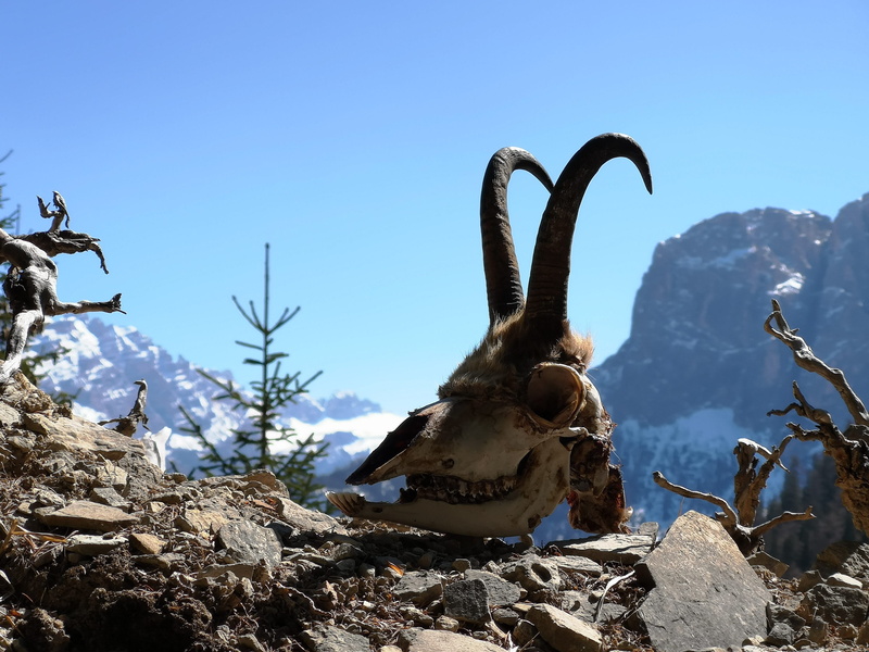 nature, beauty in nature, horn, mammal, skull, sky, 2K, mountain, sad, snow, winter, sunlight, snowcapped mountain, scenics - nature, dolomites, tranquility