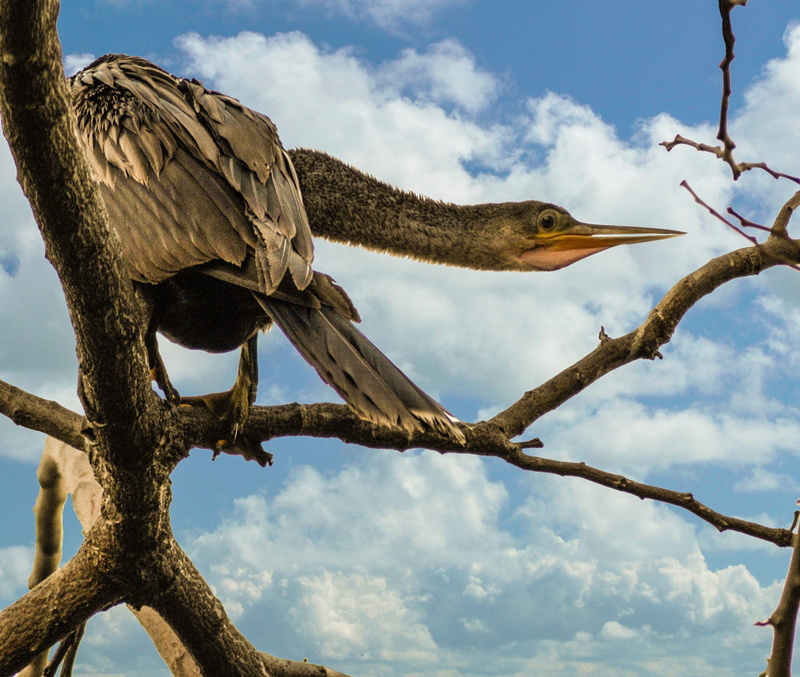 roosting, vertebrate, low angle view, day, branch, wary, tree, bird, outdoor, wildlife, bare tree, animal wildlife, watchful, awareness, plant, perching