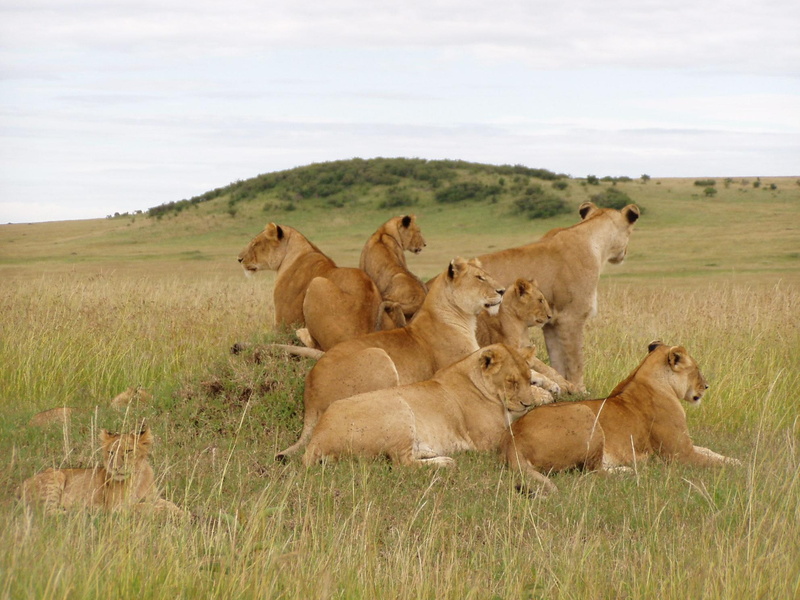entertainment, lioness, place, nature, other, cats, one, herd, animals, 1080P