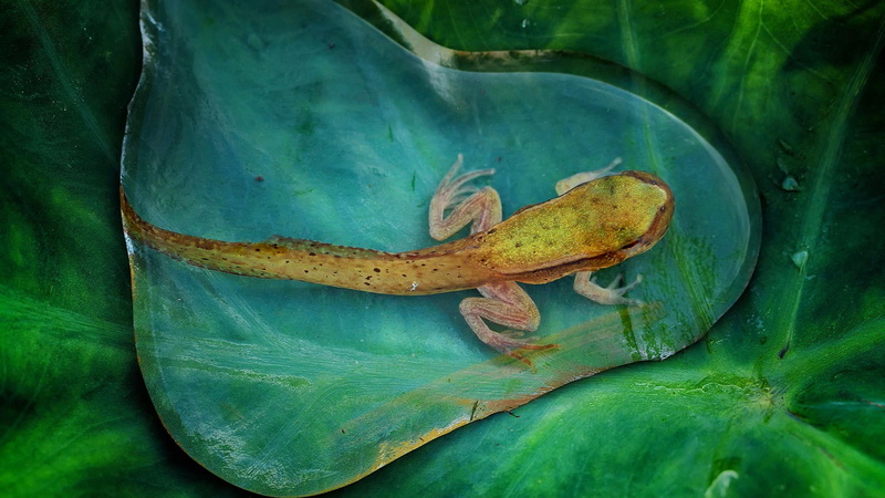 photography, 1080P, Bing, nature, animals